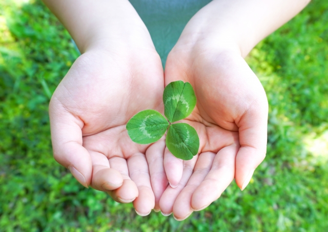 ミツバのクローバー