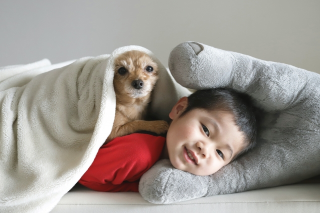 犬と一緒に布団に入り横になっている男の子