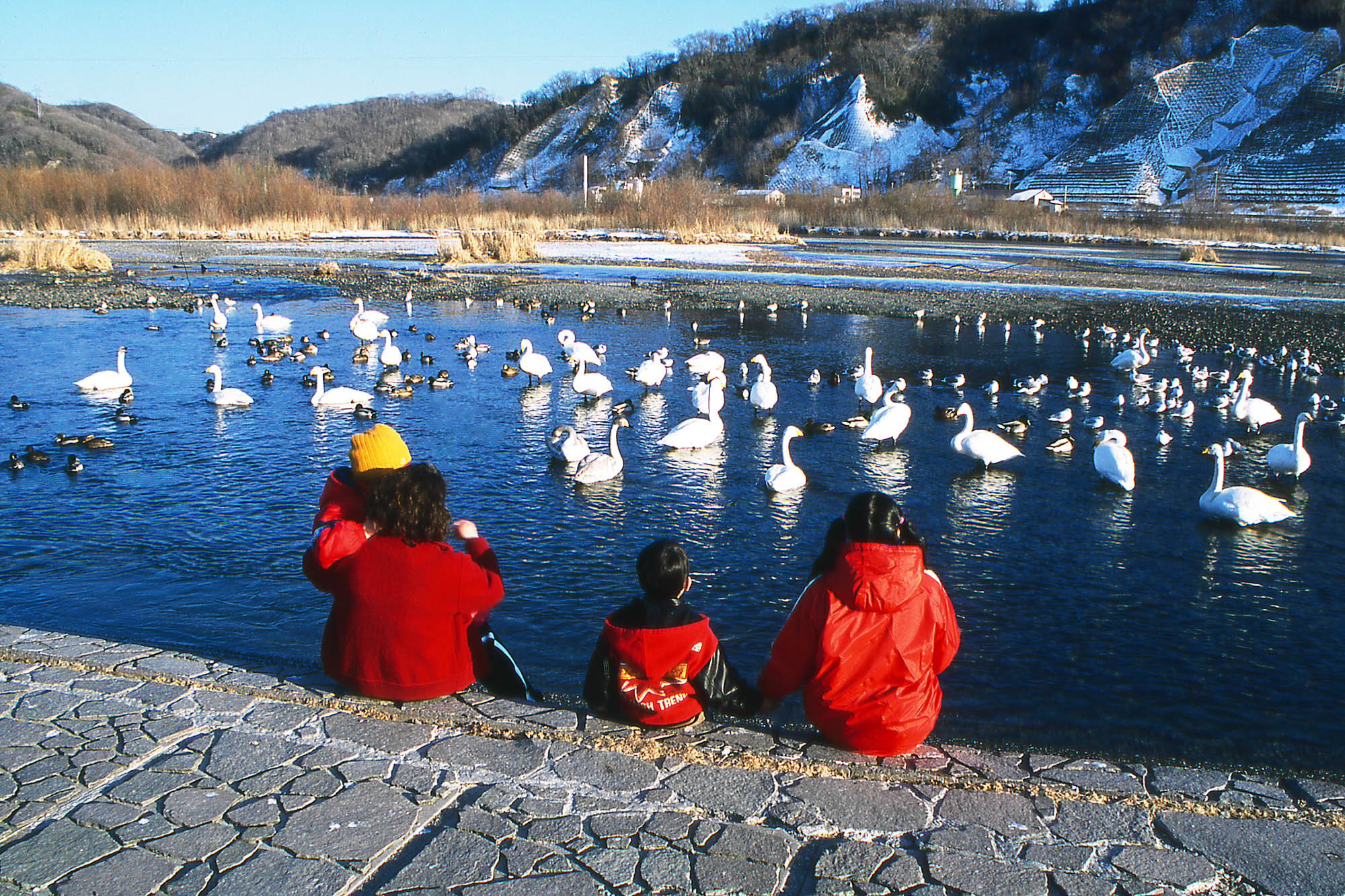 親子で鳥を眺めている写真