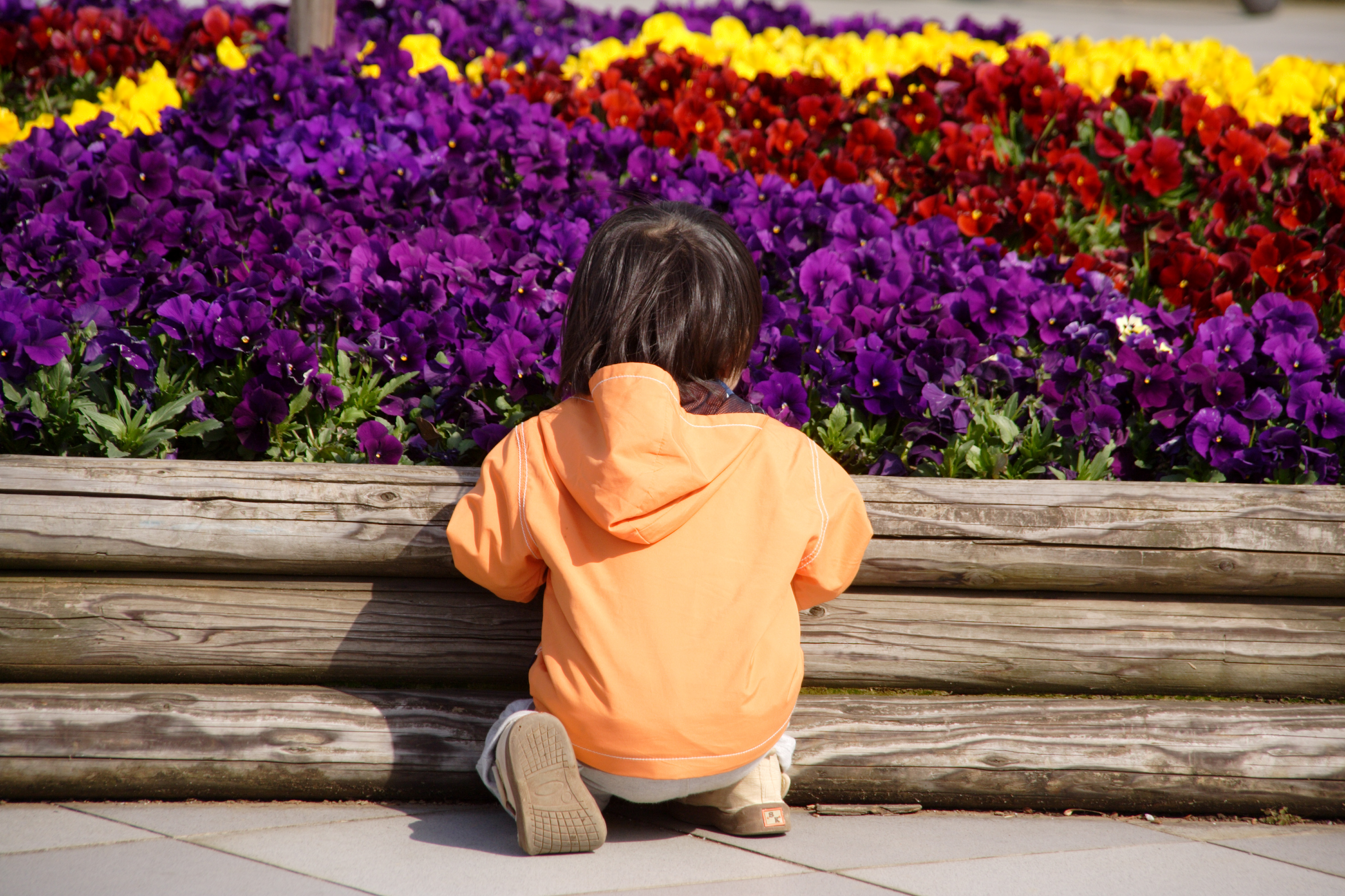 子供がお花畑を眺めている写真